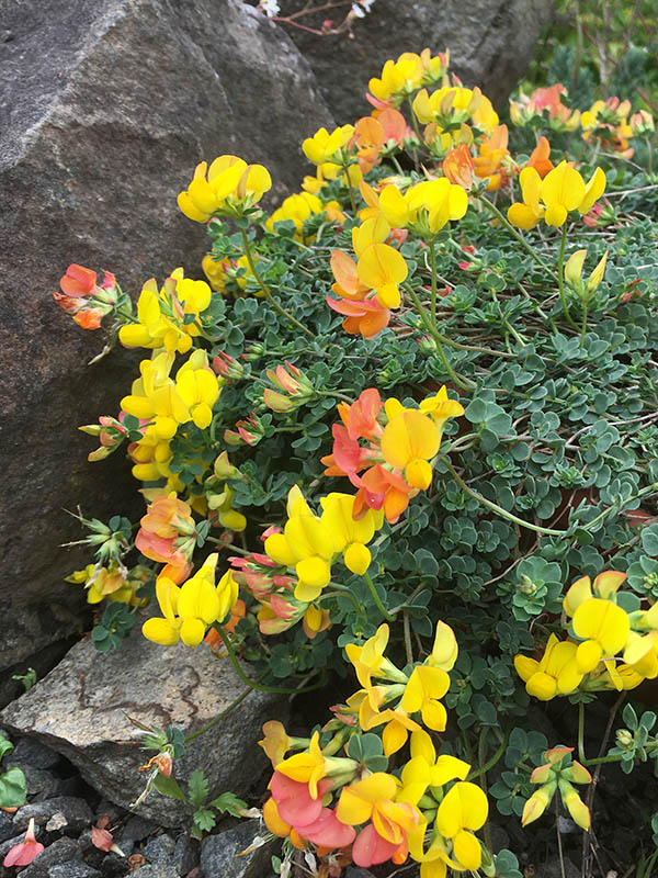 Lotus corniculatus var crassifolia photo